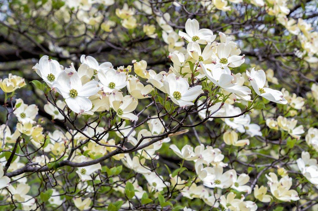 Did you know dogwood trees were beneficial for wildlife? (Shutterstock/Elesi photo)