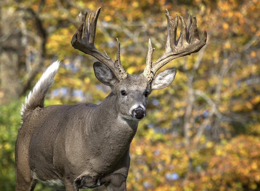 Early season deer hunting offers potentially the best opportunity at a big whitetail (Critterbiz2/Shutterstock photo)