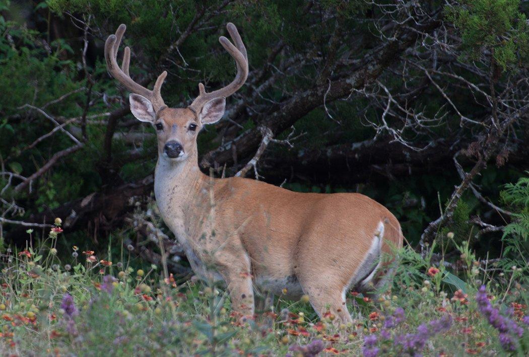 Those velvet bucks sure have a way of captivating our nerves. (Russell Graves photo)