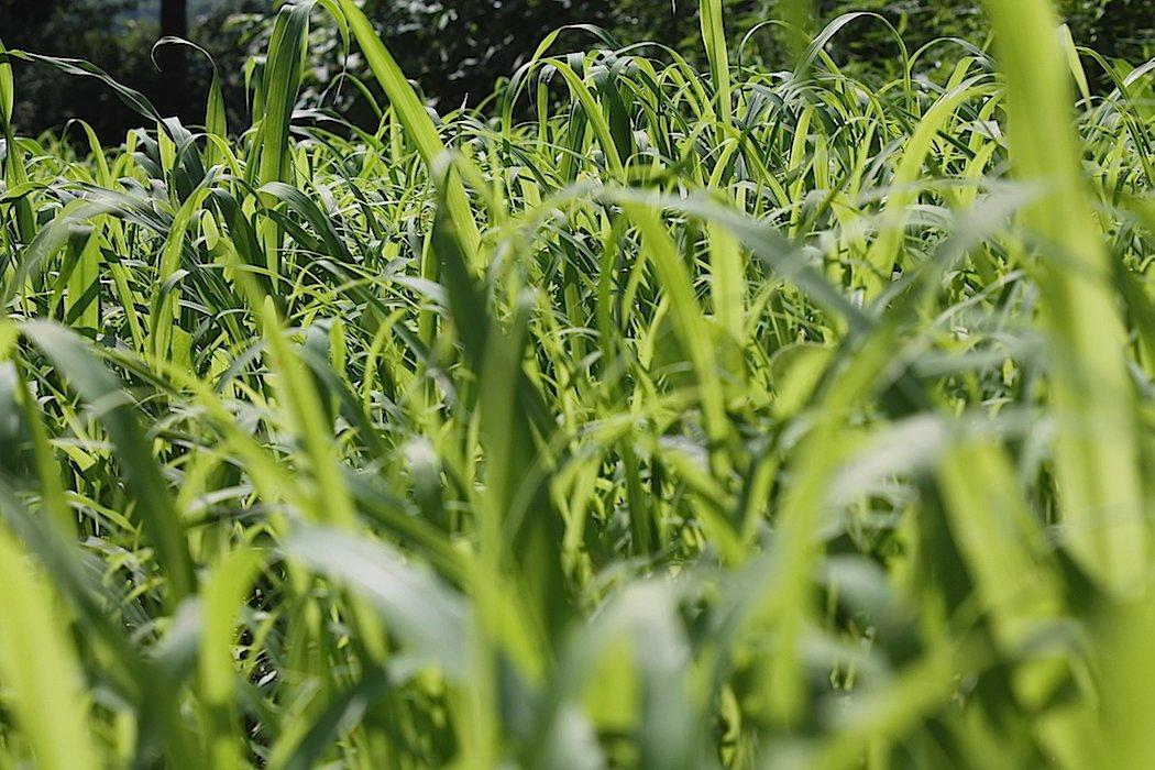 Are you planting a screen around your kill plots? If not, you should be. (Josh Honeycutt photo)