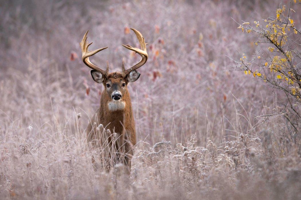 Ultimately, even if your lighted-pin capable sight doesn't have batteries in it, and it's rendered inoperable, you won't be able to enter your harvested animal if such a sight is attached to your bow. (Shutterstock / Dean Bouton photo)