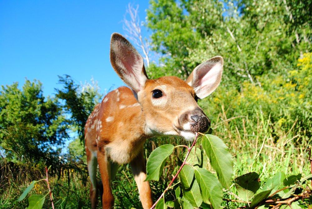 As we continue to understand more about predation and its effects on deer and deer hunting, it's crucial we're aware of it where we hunt. If we can't (or aren't) managing predators, we have to reduce hunter harvest. Something has to give. (Shutterstock / Adriana photo)