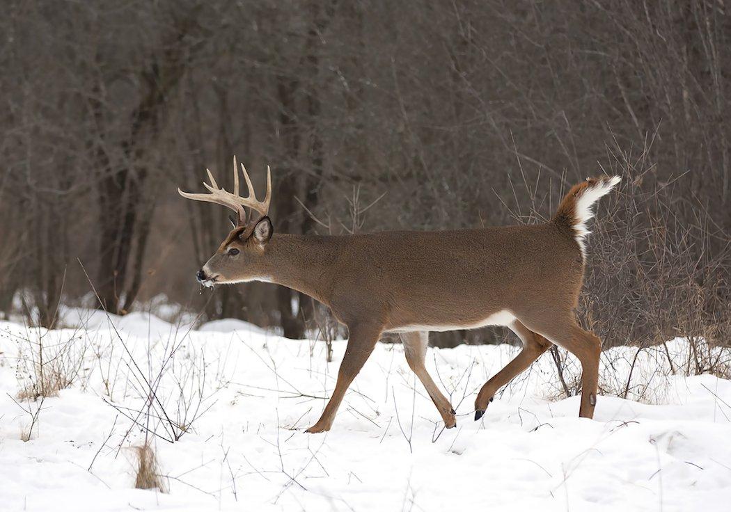 Food is your ticket to late-season success. (Shutterstock/Jim Cumming photo)