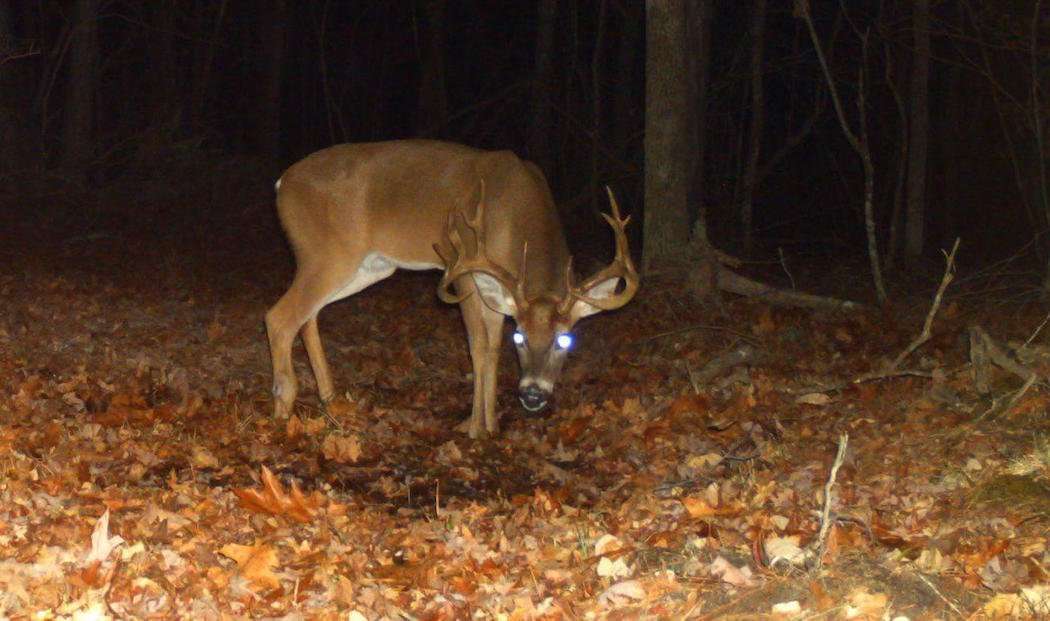 This is a great buck anywhere, but especially so for public land. (Photo courtesy of Eric Stone)