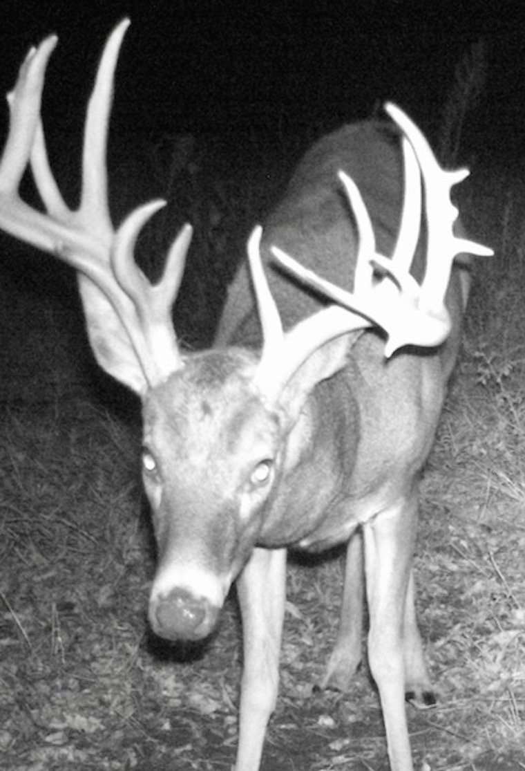 The bruiser was a regular on the trail cameras dotting the farm that Kempfer and six others manage in northcentral Missouri. (Photo courtesy of Hoppy Kempfer)