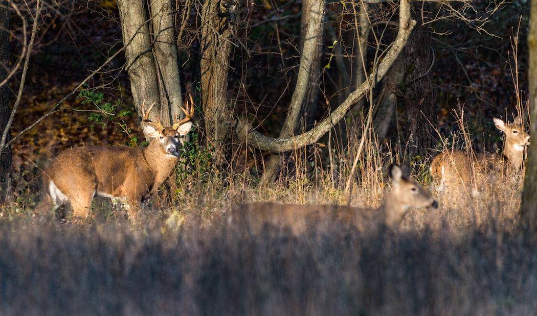 Where do you find success on late-rut bucks? (Shutterstock/Bryan Patton photo)