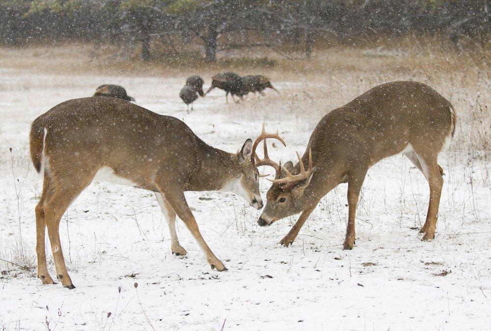 Oh Deer! Up To Its Neck In Snow - Videos from The Weather Channel