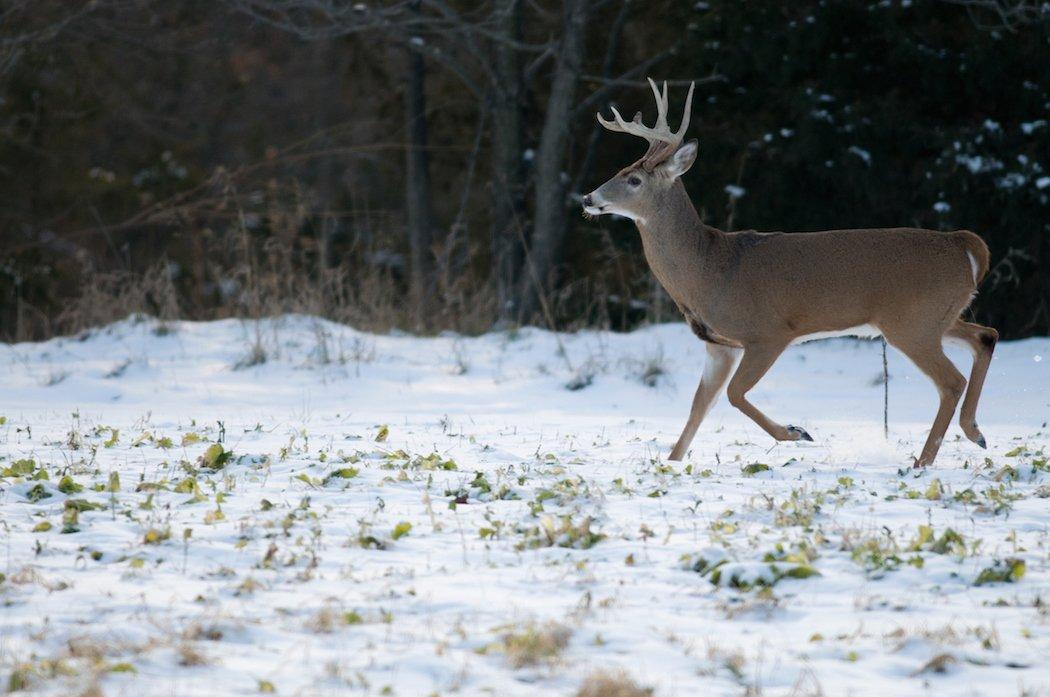 December is a mixed bag of late-rut and bed-to-feed hunting. Employ tactics that take advantage of both of these things. (Realtree/John Hafner photo)