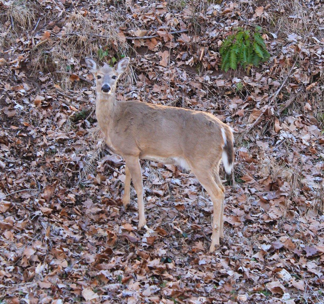 Age Determines Sexual Maturity in Doe Fawns
