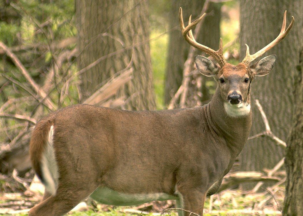 Spread Trumps Mass When Scoring Deer