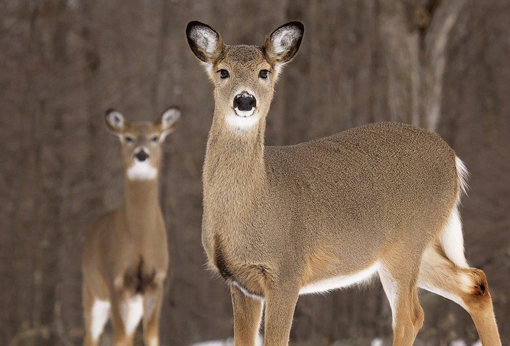 The Biggest Doe Is Always the Oldest One