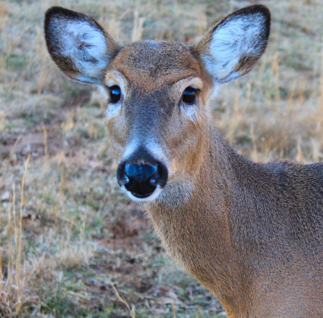 Deer Can't See in Color