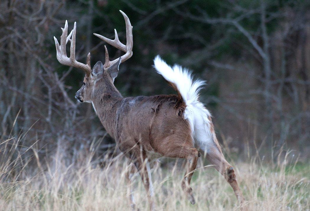 Who else has a terrible deer hunting addiction? Scouted this buck for a  buddy a number of years ago. Love it when a plan comes together #