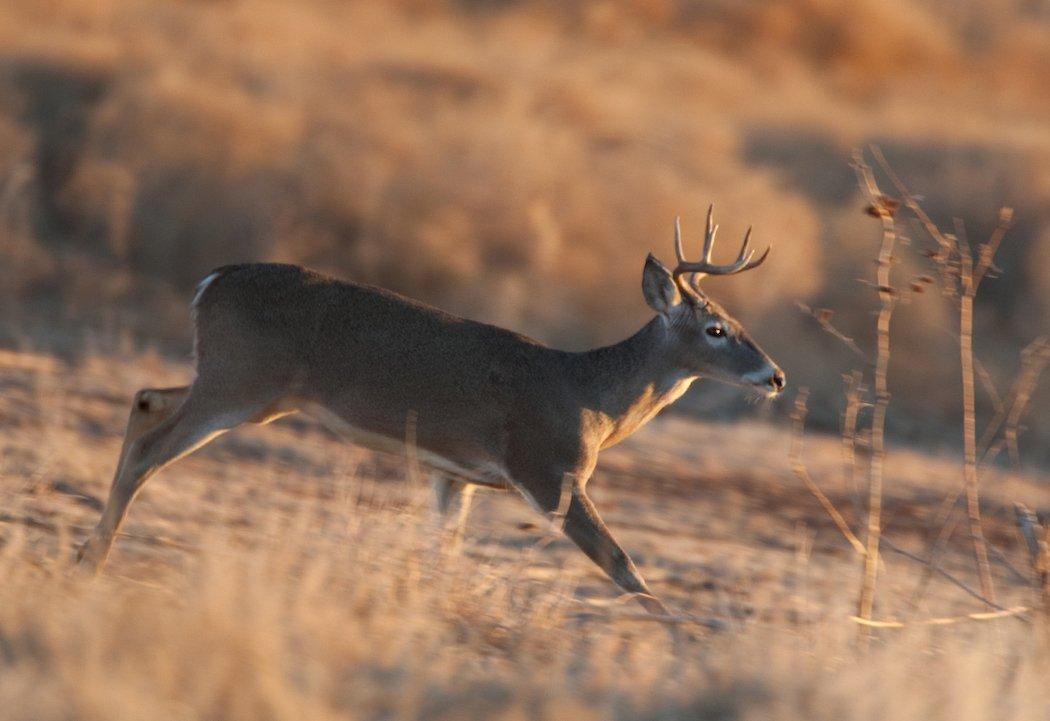 Wounded Deer Always Run Downhill