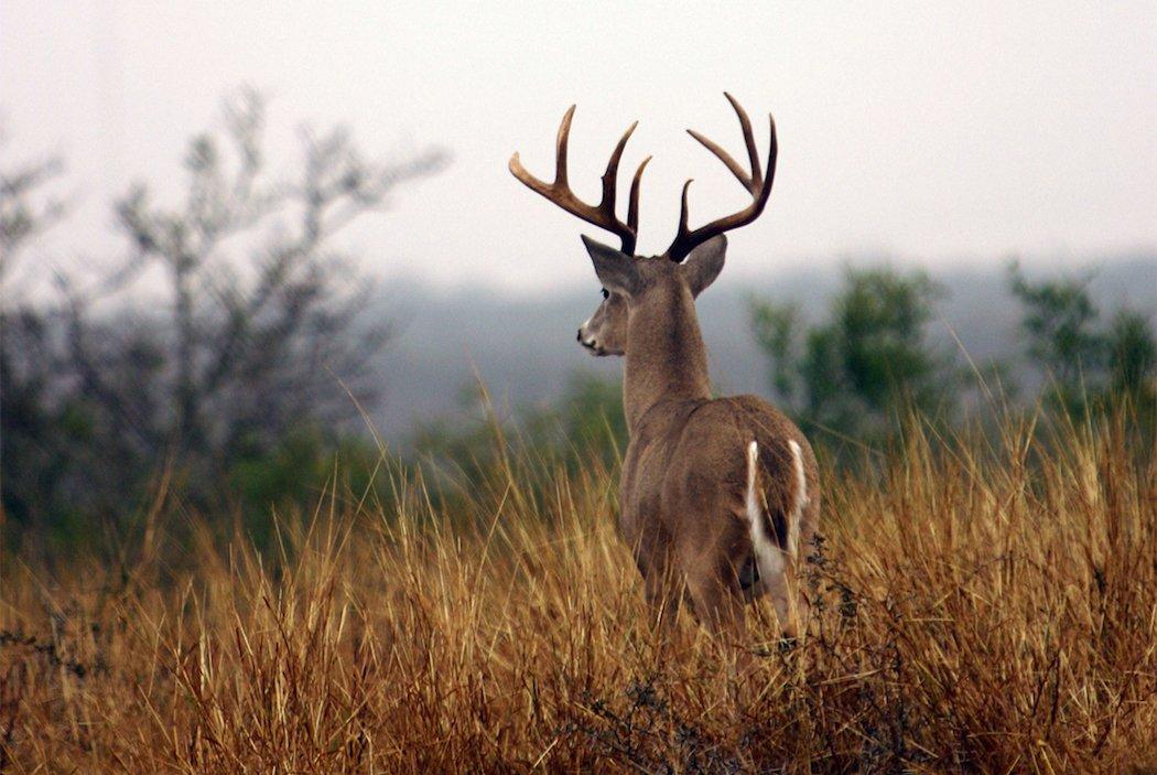 Big Bucks Have Bigger Home Ranges