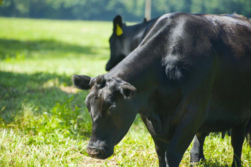 Cattle Feeding Is an Indicator of Deer Movement