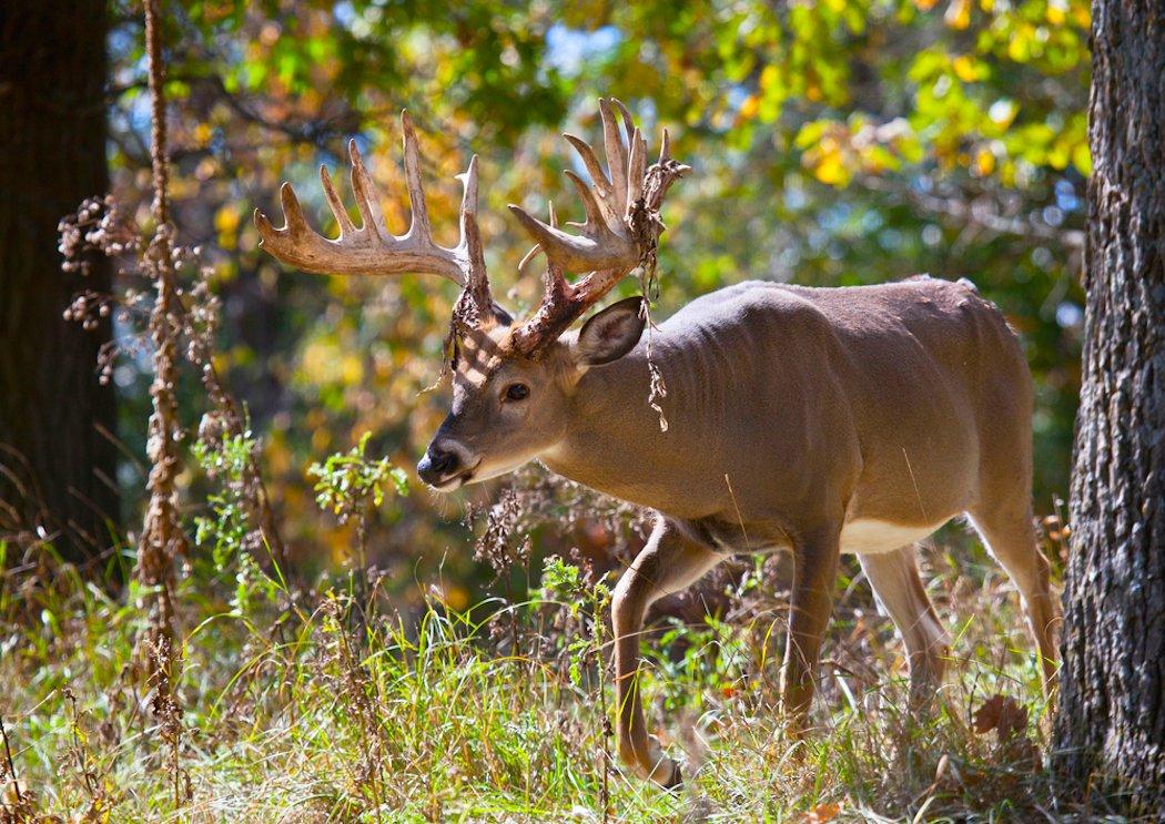 20 Deer Hunting Lies Your Granddaddy Told You - Realtree Camo