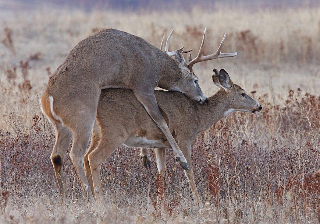 Dominant Bucks Breed All of the Does