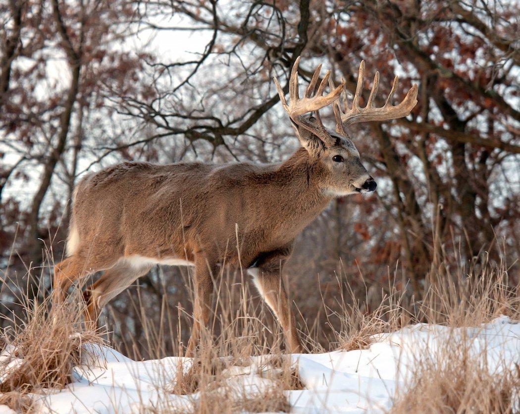 The New Golden Triangle For Record Whitetails Realtree Camo   Realtree Deer Hunting New Golden Triangle Big Bucks Shutterstockcritterbiz Pics