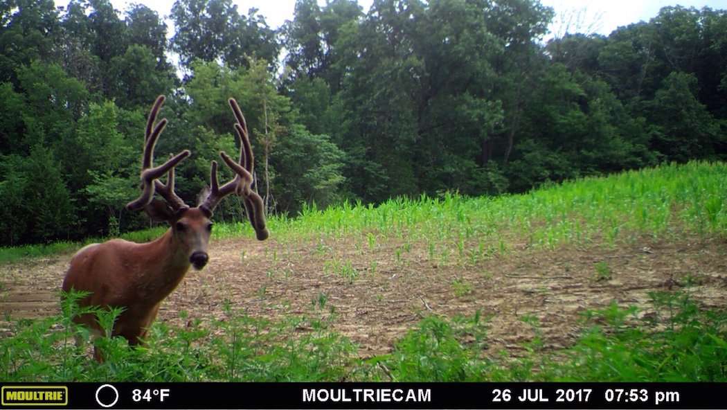 Check out how much this deer grew from April to July. This is truly incredible. (Bud Bischoff photo)