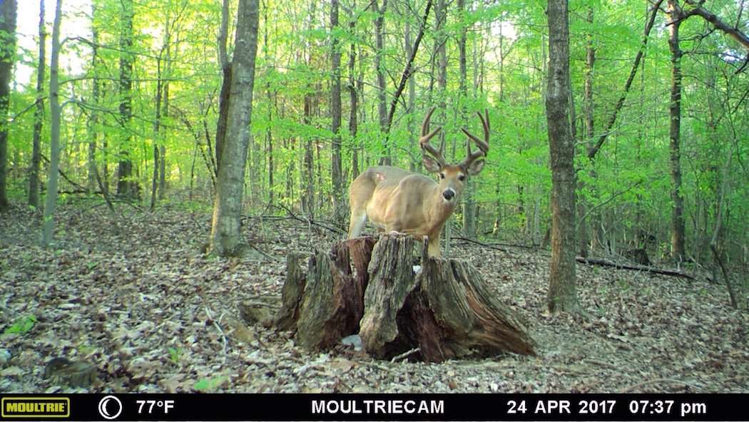 A look at the buck back in April. (Bud Bischoff photo)