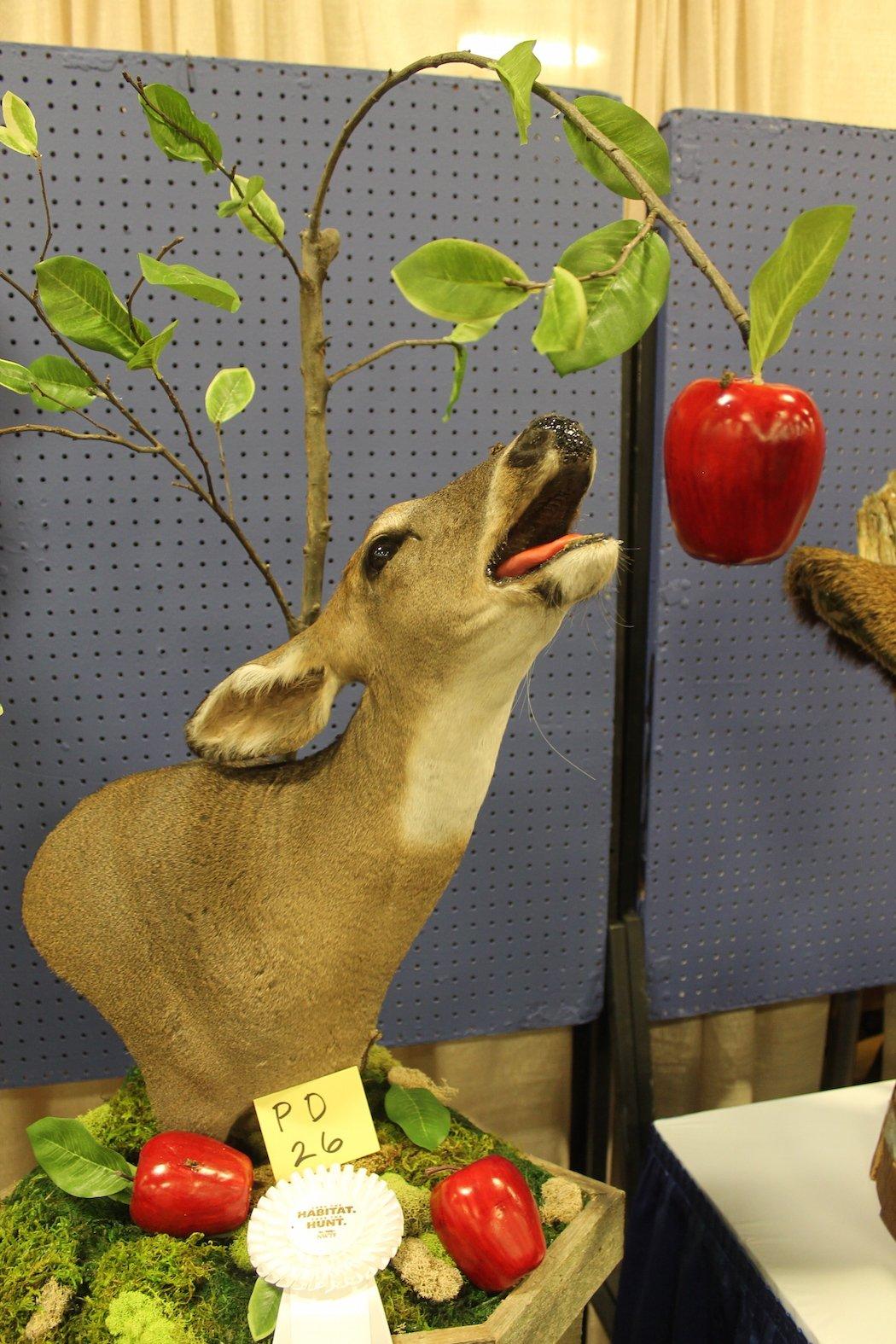 White-Tailed Doe Eating Apple