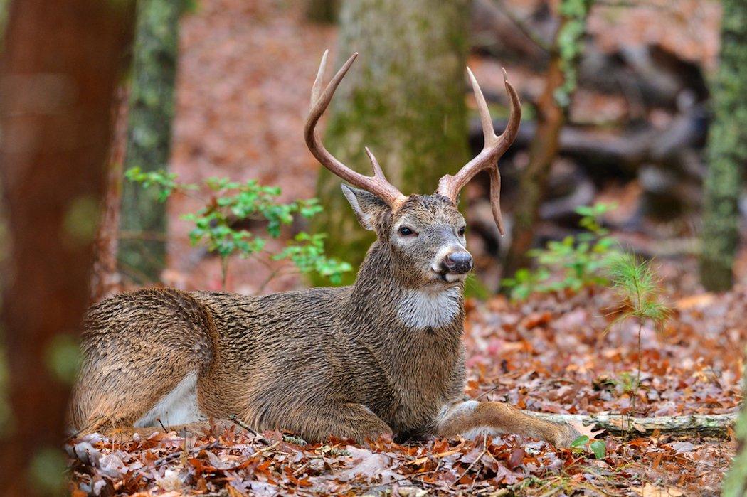 Find buck beds that deer used during the fall and winter to get a headstart on next season. (Shutterstock / Paul Winterman photo)
