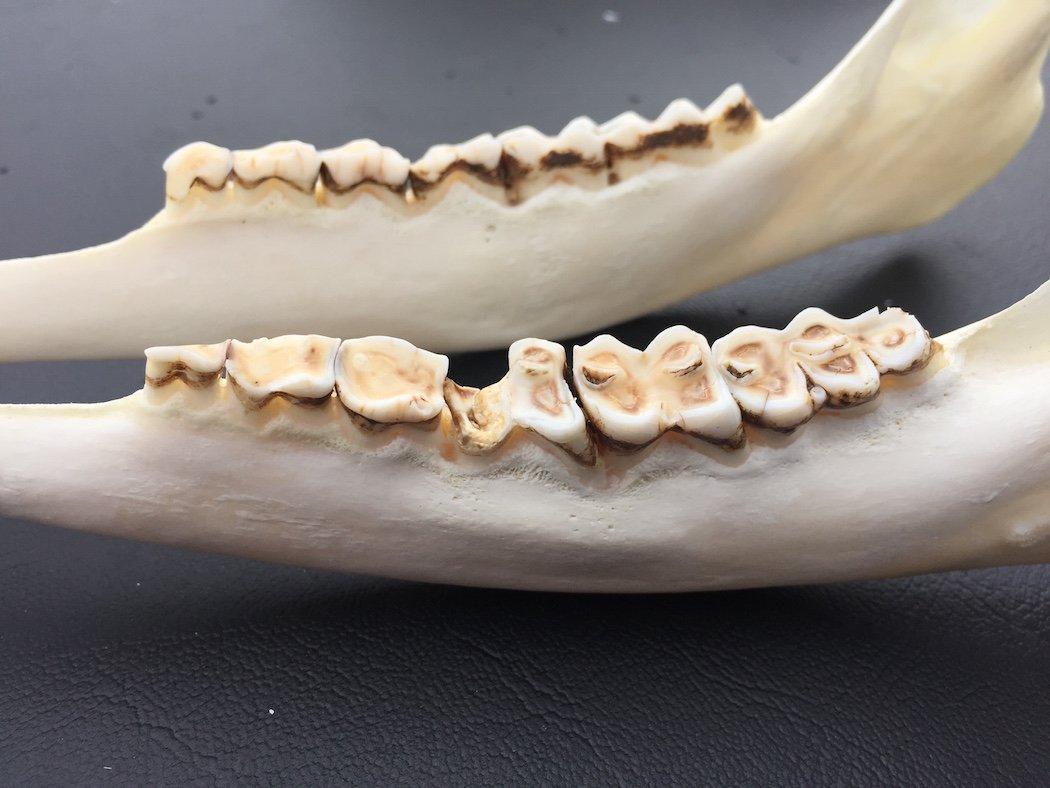 A look at the other side of the jawbone. (QDMA/Matt Ross photo)