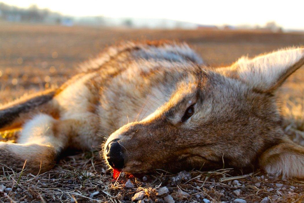 Coyote Hunting