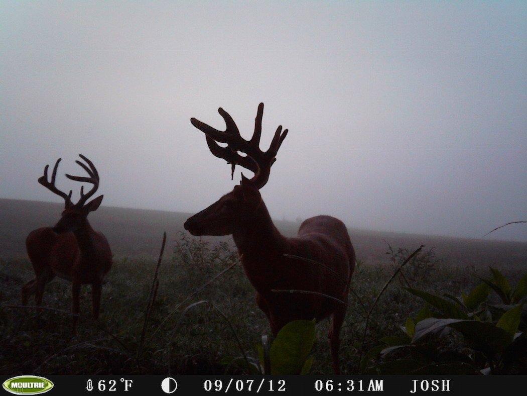 Study Trail Camera Photos from the Past Year