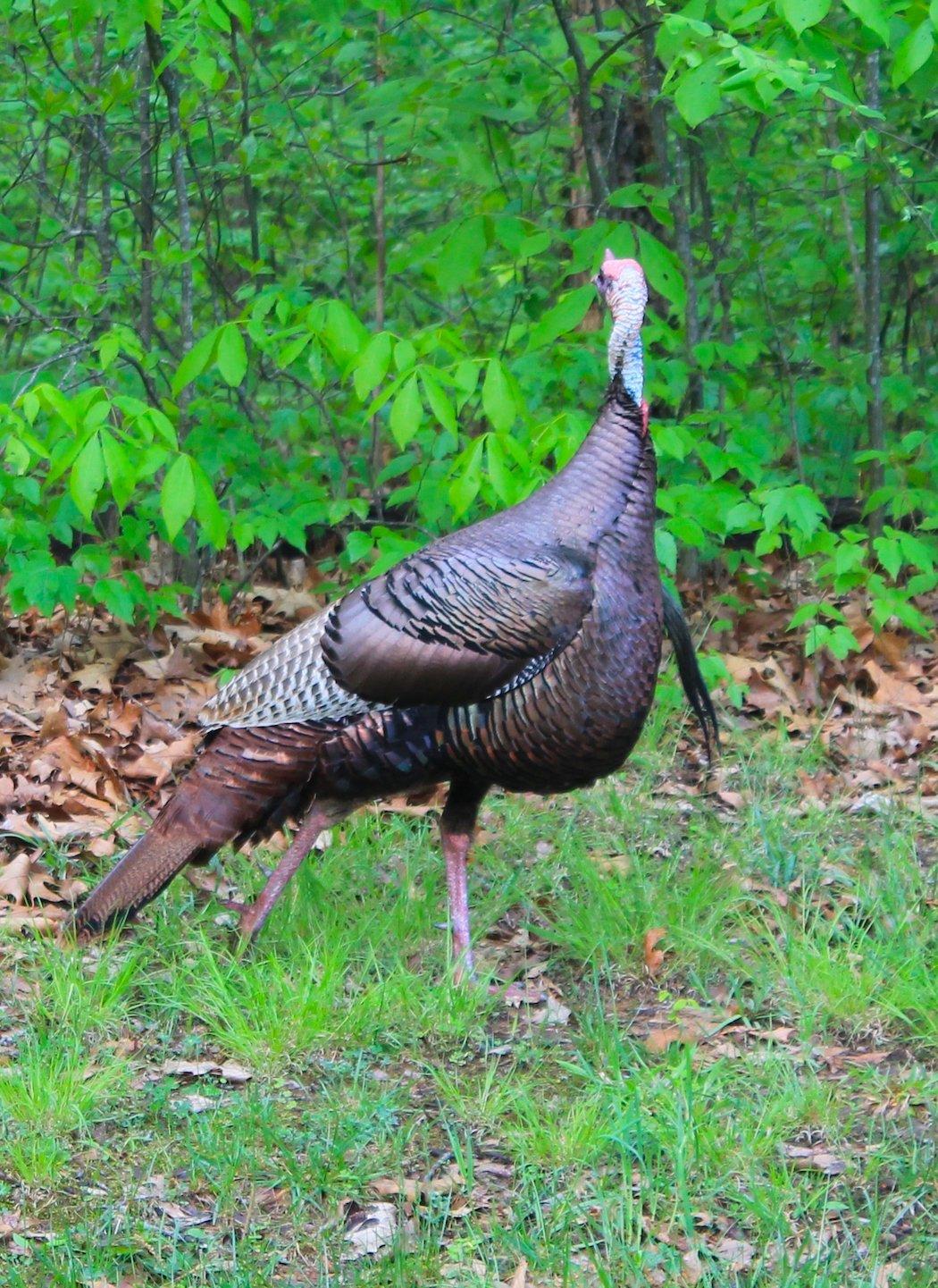 Turkey Hunting