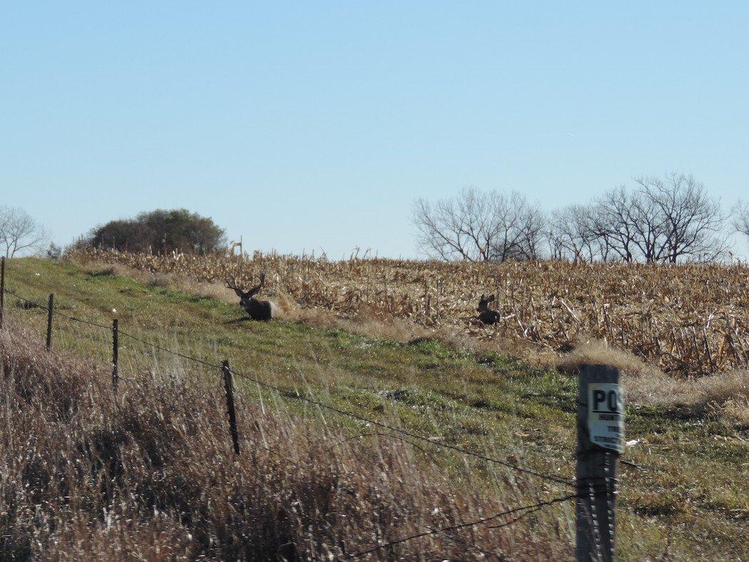 Just last fall, the author's friend - a South Dakota rancher - kept tabs on this 170-class muley buck. Though bedded only 15 yards across the fence, the rancher waited until the buck returned to his property before taking his shot with a clear conscience.  