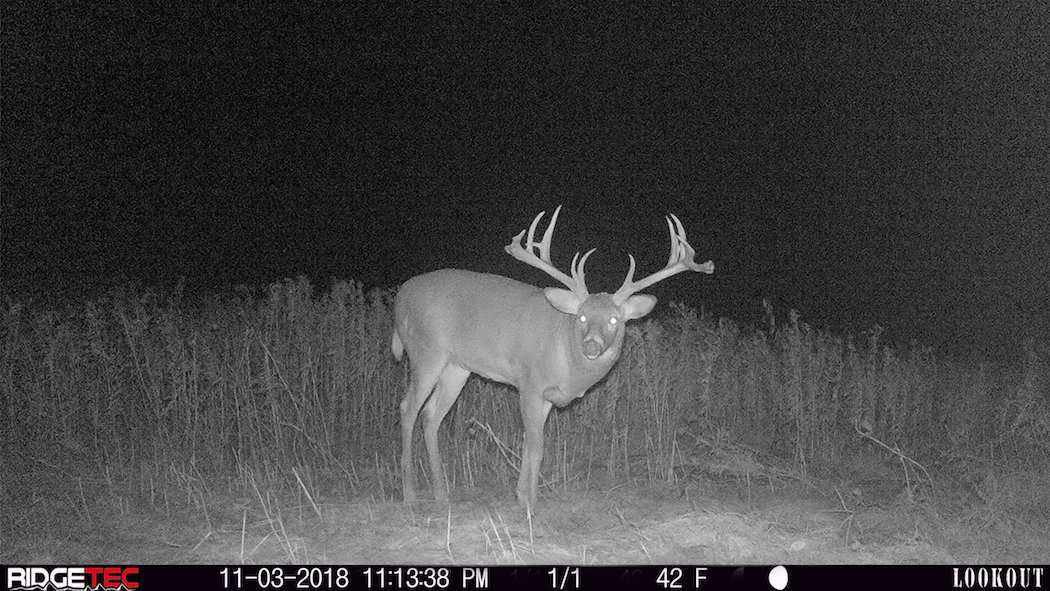 The buck made a big jump in 2018 and packed on nearly 200 inches of antler. (Canada in the Rough photo)