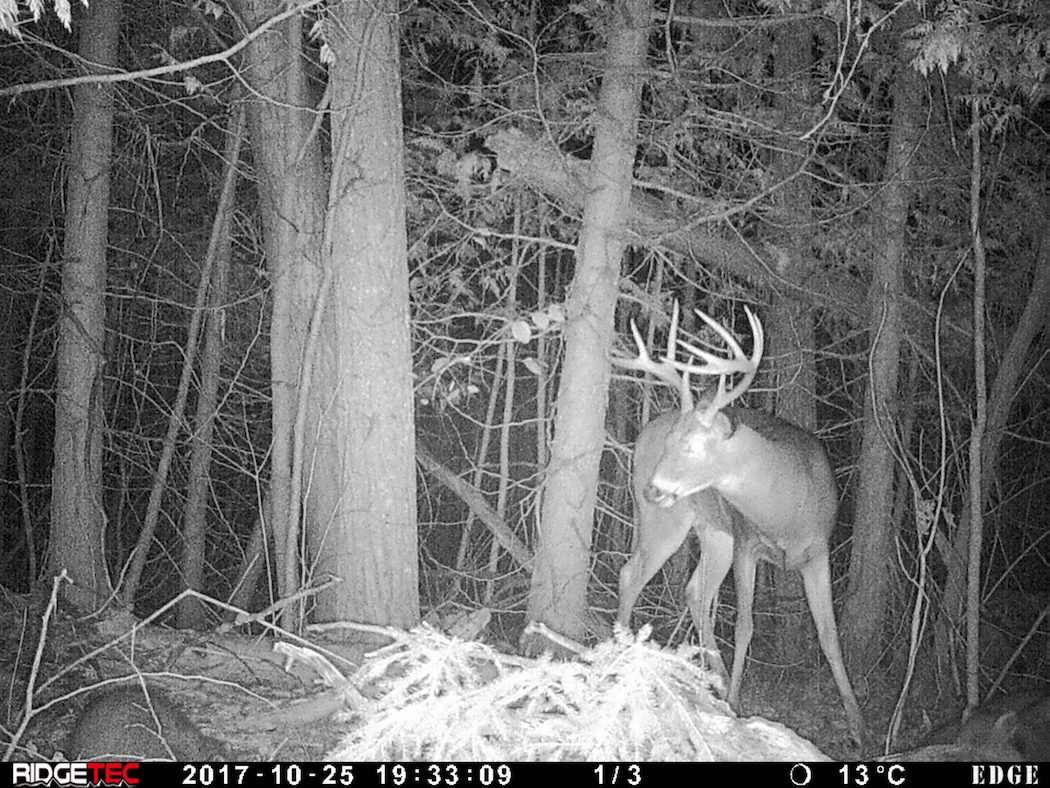 A trail camera photo from when the Beasley crew first started following this buck in 2017. (Canada in the Rough photo)