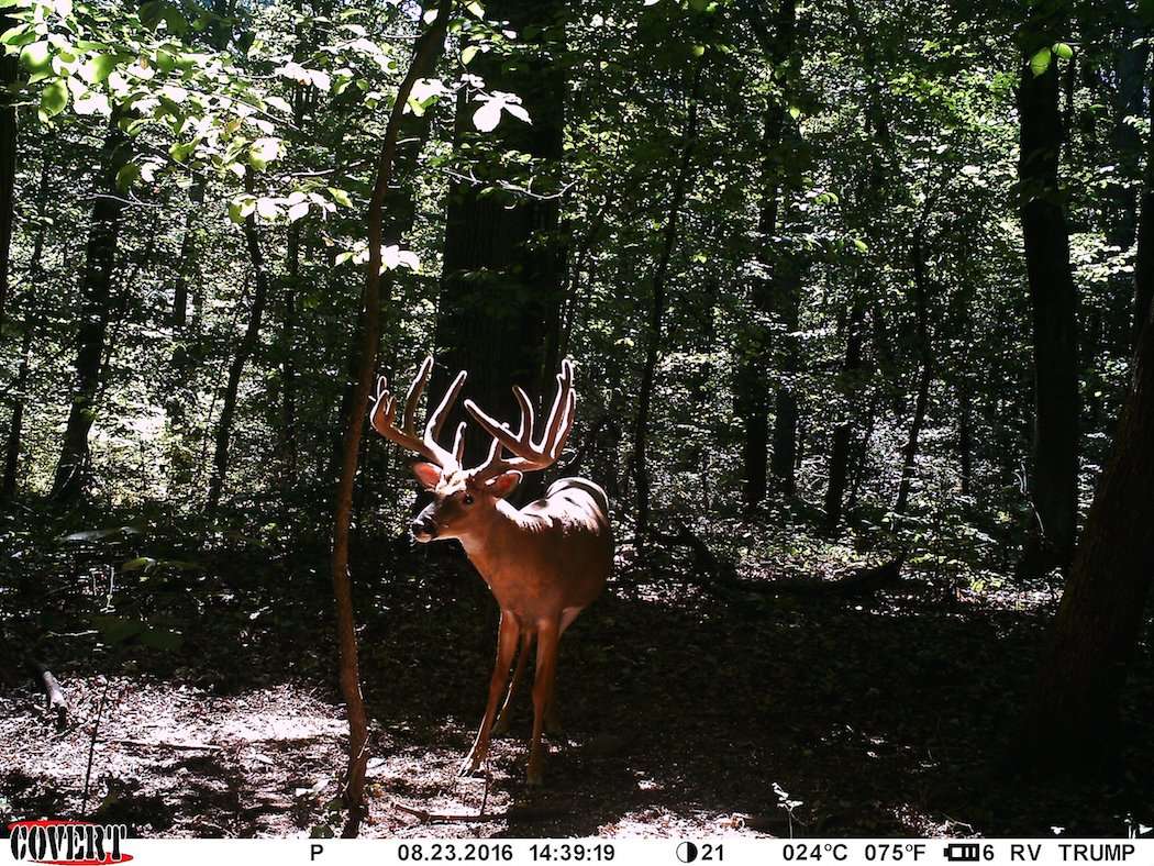 Brown's Covert trail cameras were important in filling his tag on this buck. (Aaron Brown photo)