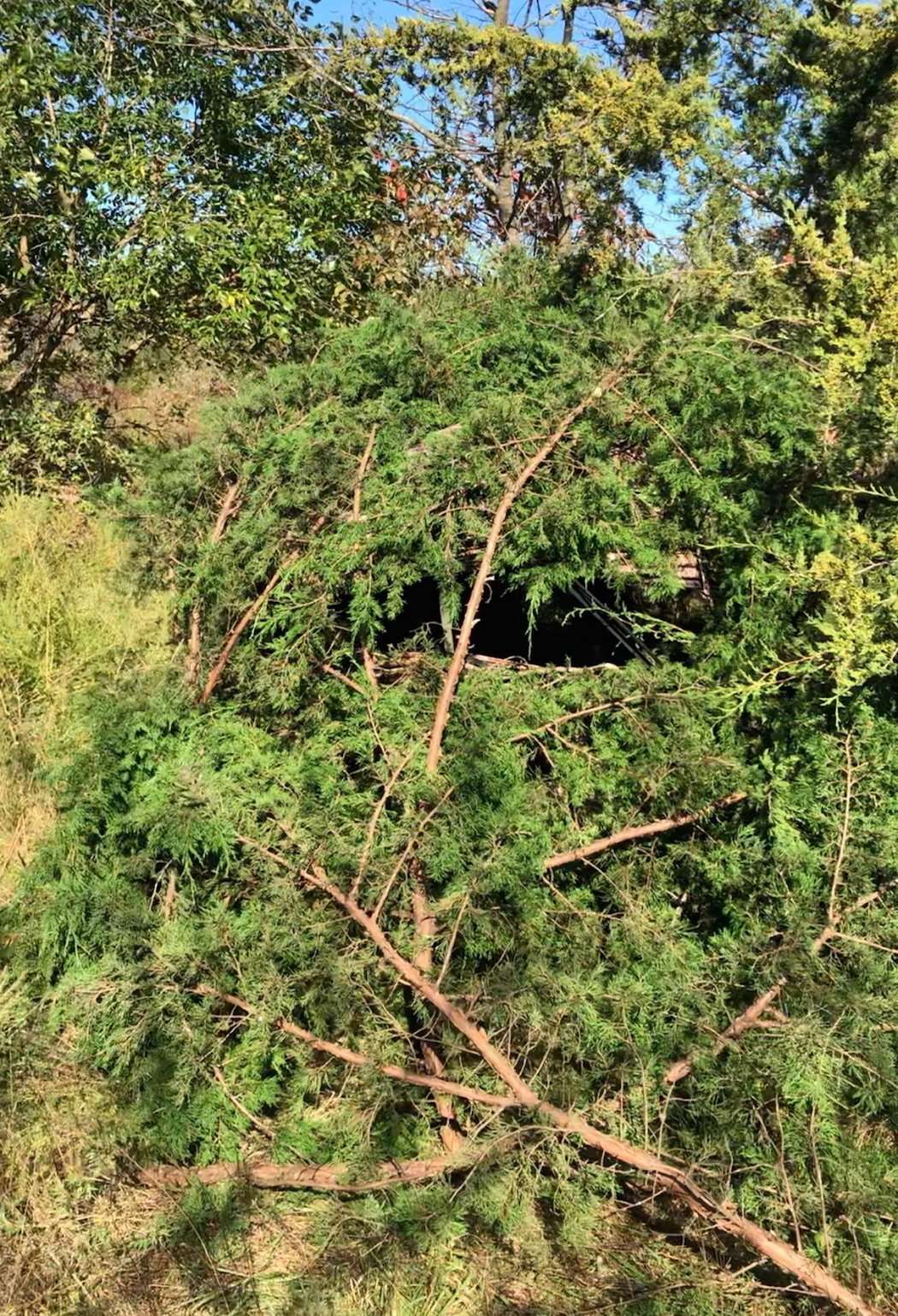 A ground blind was Burton's only hope to hunt the area, so he took his time to engulf it with cedar boughs, which made it virtually disappear. (Photo courtesy of Scott Burton)