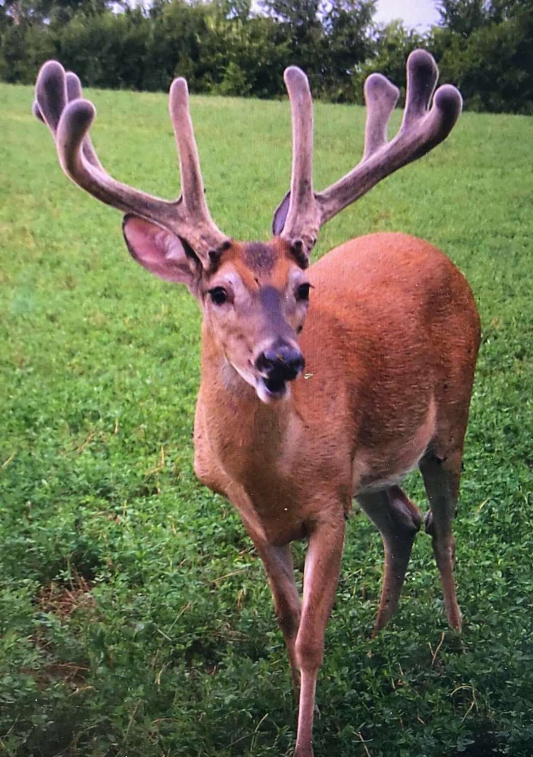 A neighboring hunter sent this summer trail camera photo to Taylor Byers. The buck had been summering 2 miles away from the stand where Byers arrowed the giant. (Photo courtesy of Taylor Byers via anonymous neighboring landowner)