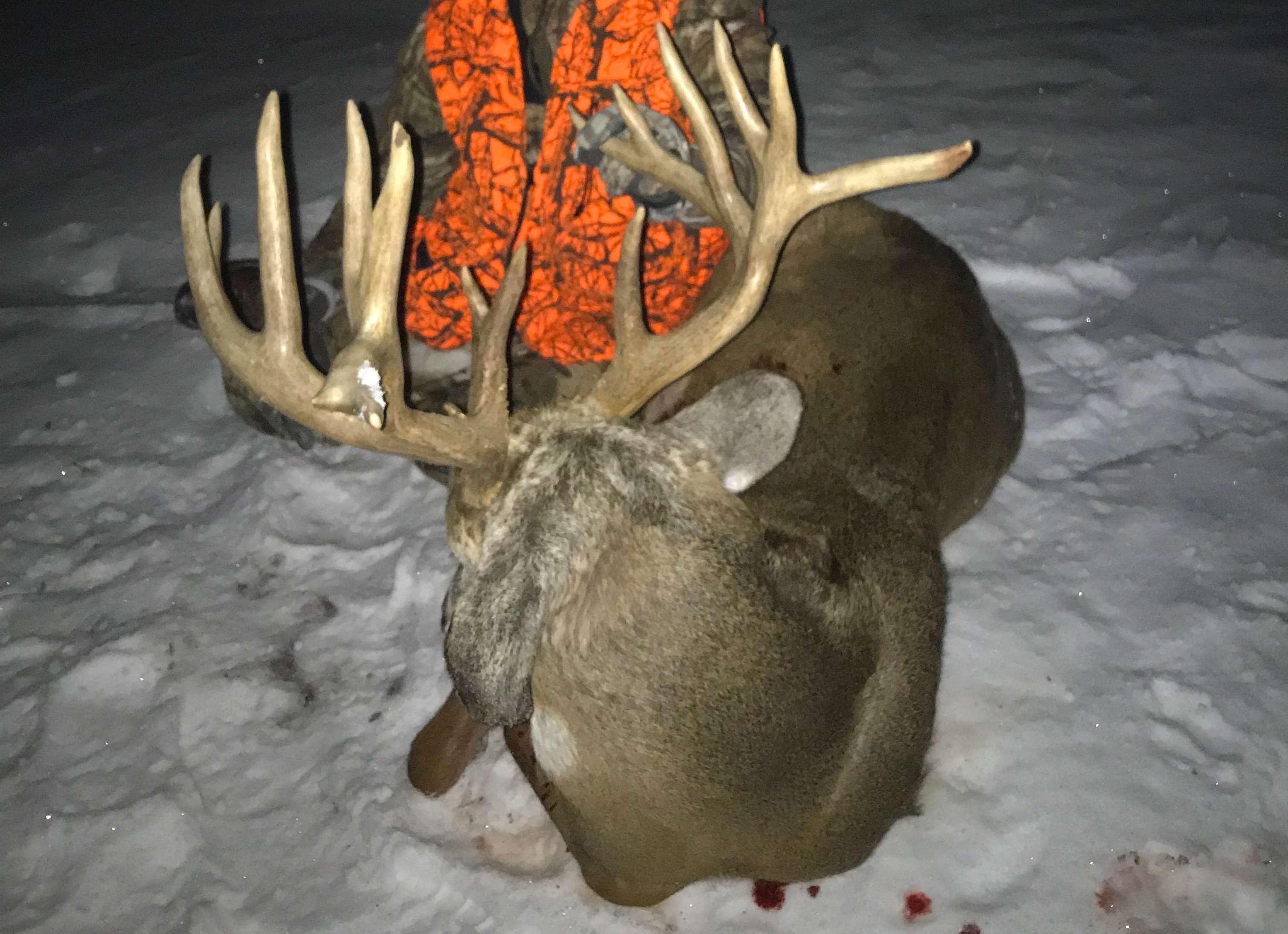 The Collier buck features incredible character — split G2s, a split brow tine and flyer points on both G2s. (Photo courtesy of Tyler Collier)