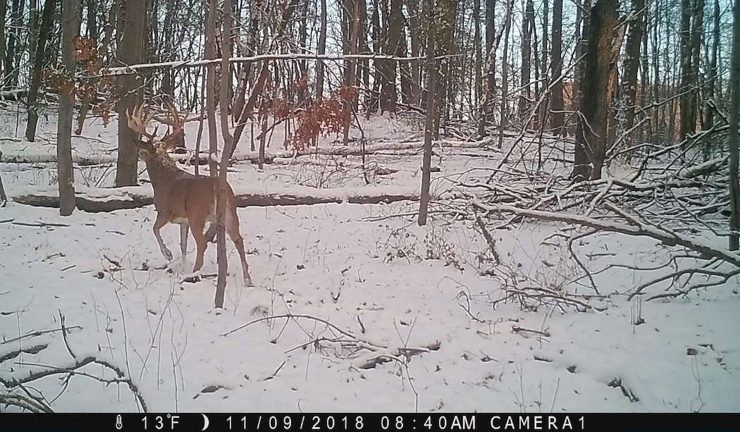 A November 9 daylight trail cam photo assured Gawrysiak that the buck was still in the area. He was able to put the finishing touches on the 4-year story the following day. (Photo courtesy of Joshua Gawrysiak)