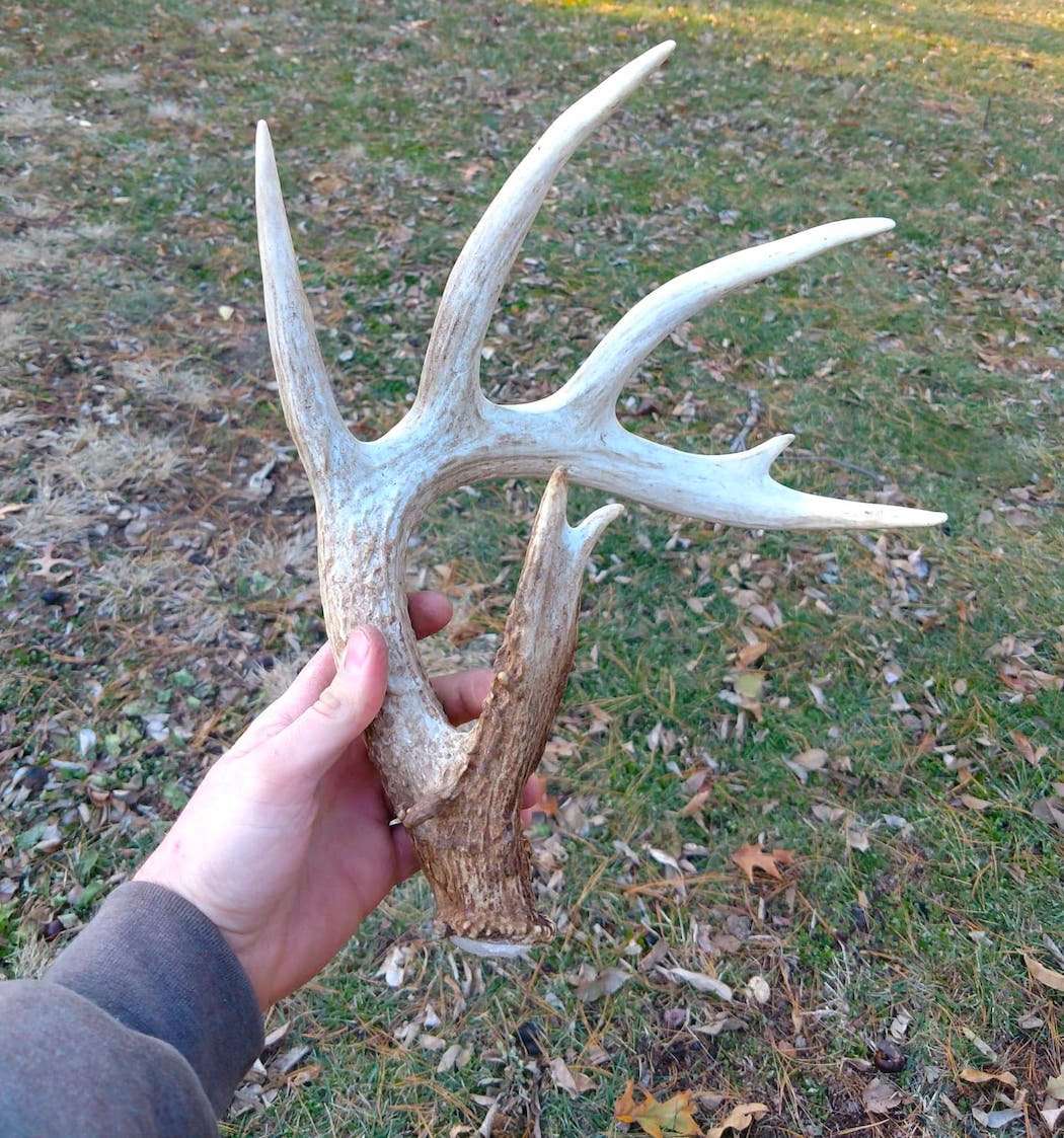 Interestingly, Marty Jenkins found the buck's 2017 left antler this past spring. He didn't realize it was from his buck until after the buck was harvested and recovered. (Photo courtesy of Marty Jenkins)