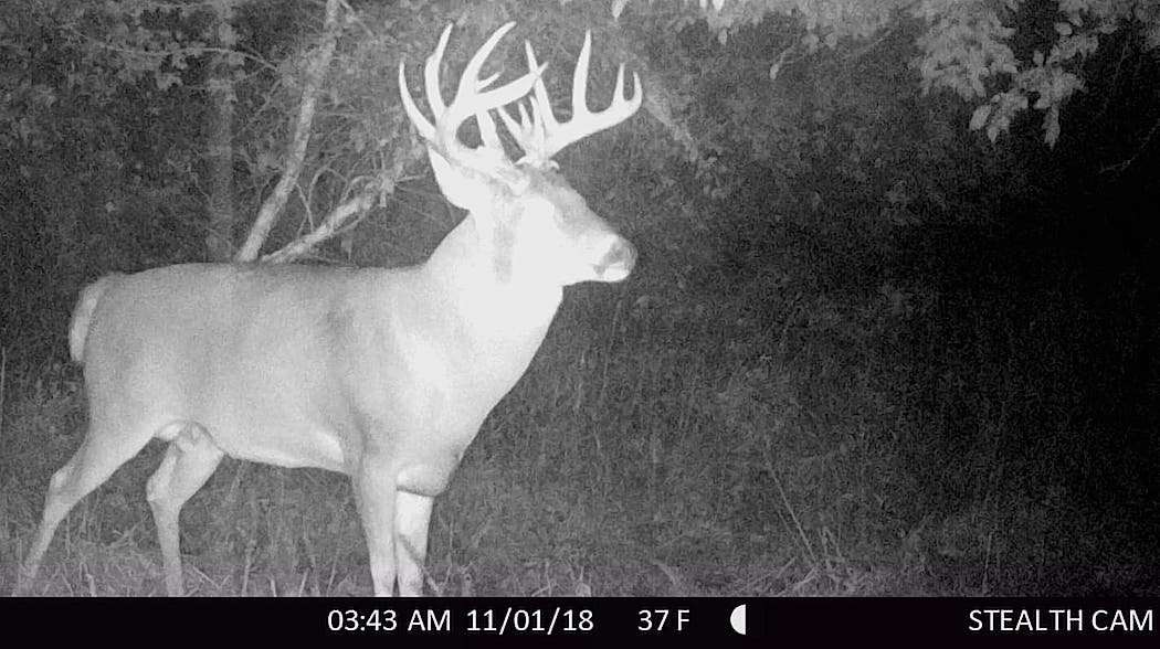 The buck first appeared on Jenkins' trail camera on November 1 this fall. (Photo courtesy of Marty Jenkins)