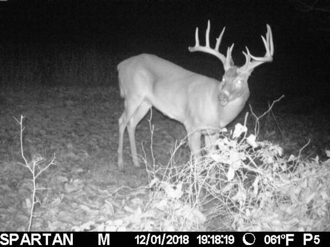Spartan trail cameras helped pattern this buck. (Photo courtesy of Jason Koger)