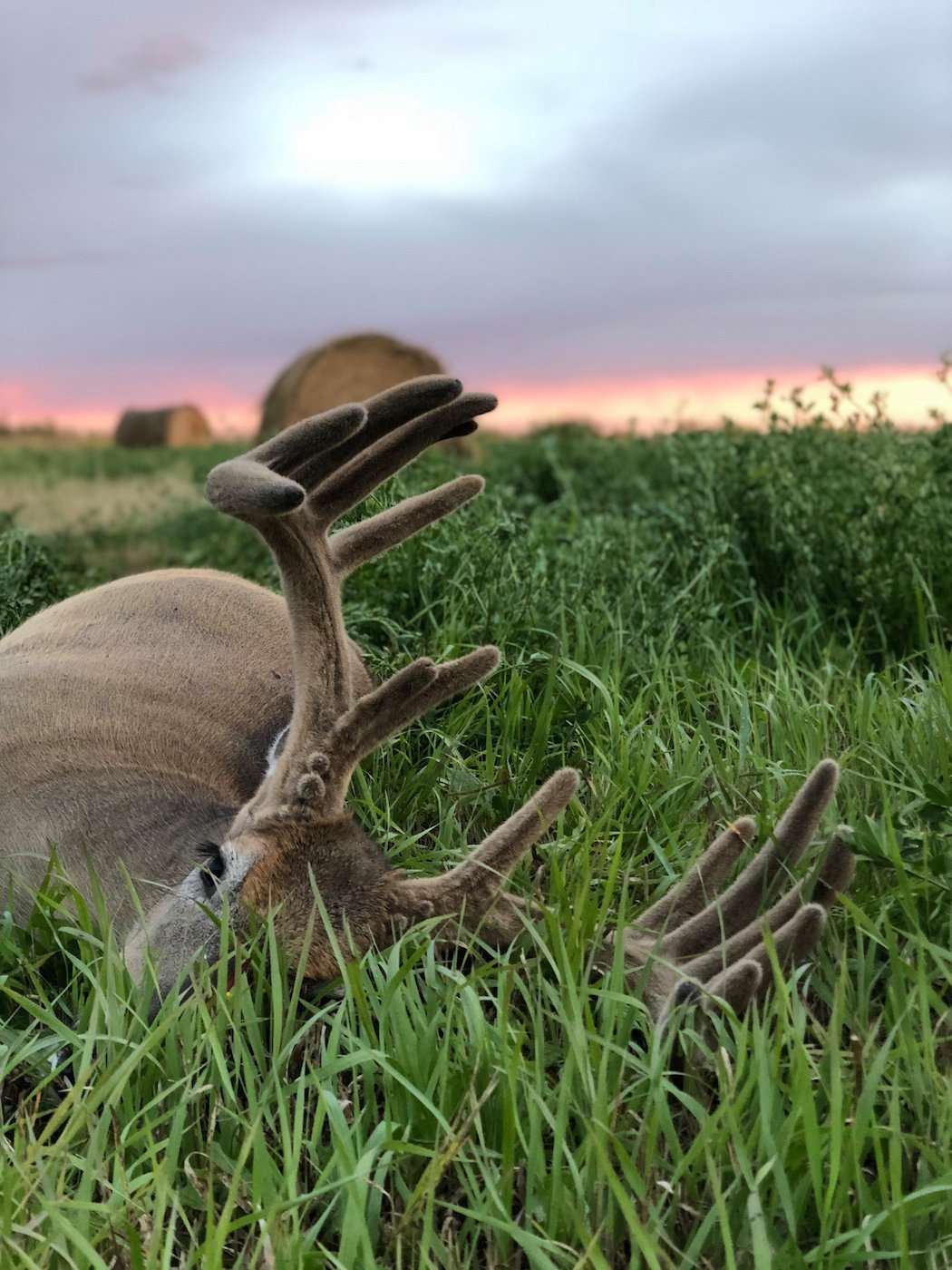 The hunt for this deer is a journey Marta won't soon forget. (Michael Marta photo)