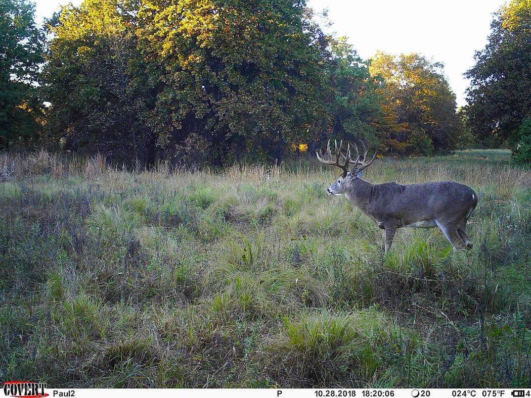The buck finally appeared during daylight on the trail cams during the final few days of October. (Photo courtesy of Paul Powers)