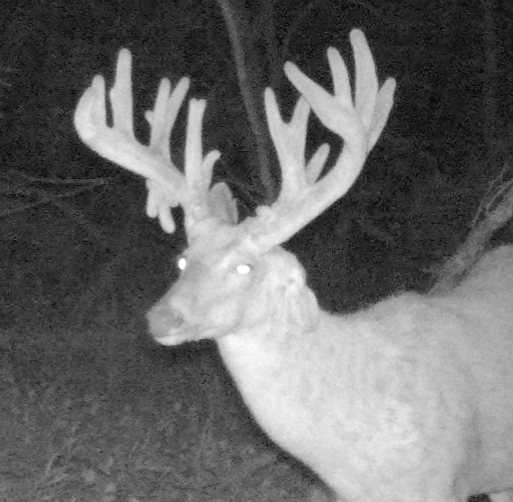 The massive buck had a broken ear that made it seem as if he only had one. (Rachelle Hedrick photo)