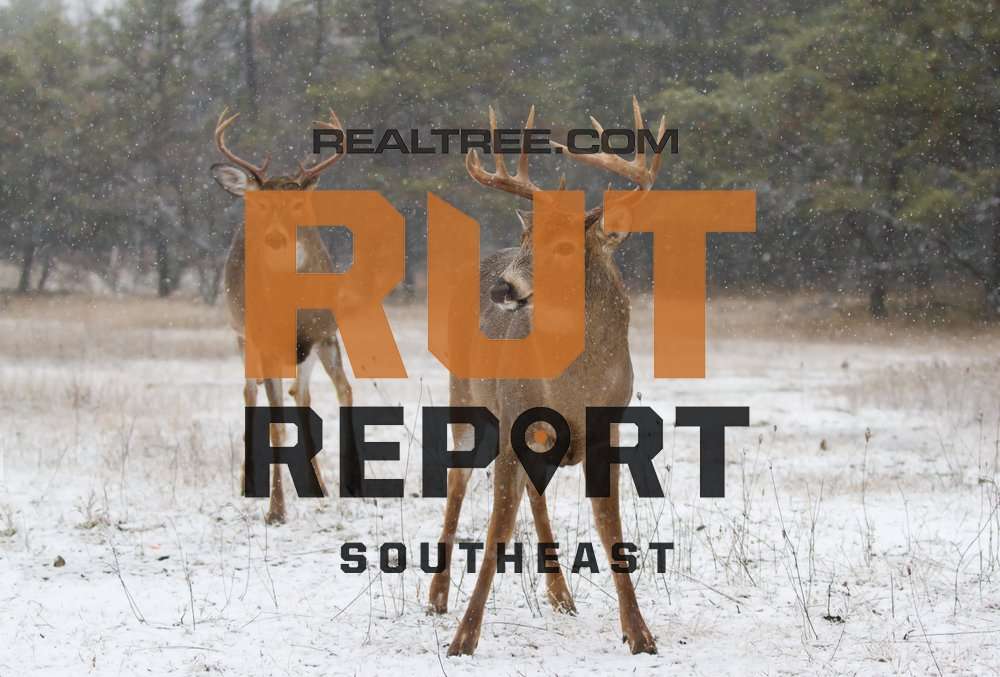Southeast Rut Report: The Rut Is Building in Alabama, Mississippi and Louisiana - realtree-deer-hunting-rut-report-january-4-shutterstock_jim_cumming_copy