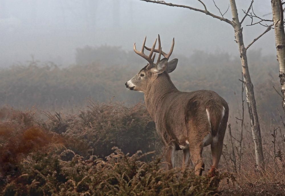 Regardless of the region or state, the best place to find deer is along an edge or transition line. (Shutterstock / Jim Cumming photo)