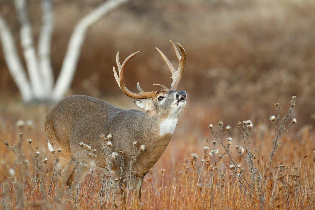 When a Buck Lip-Curls, It Is Not Checking to See If a Doe Is in Estrus