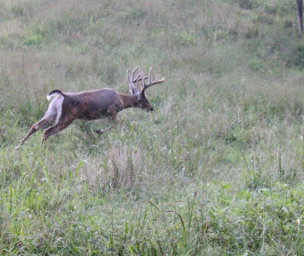 A White-Tailed Buck Generally Doesn't Leave the Country When Spooked by a Deer Hunter