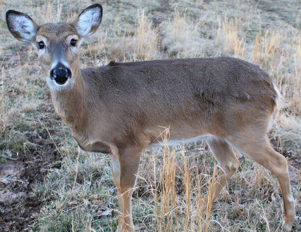 Buck-to-Doe Ratios Do Not Get Extremely Out of Whack and Cannot Reach Seven or Eight Does Per Buck